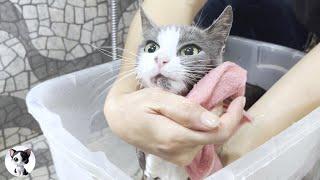 First bath for rescued street cat that has given birth