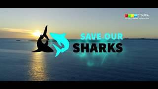 Bonaire Save Our Sharks research program