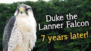 Meet The Birds | Duke the Lanner Falcon