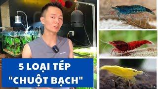 5 loài tép "CHUỘT BẠCH" dành cho người mới chơi |Nguyễn Du aqua