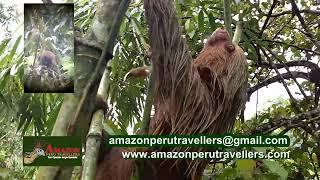 manu tour amazon peru travellers