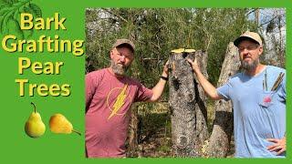 How to Bark Graft From Bradford Pear to Fruiting Pear