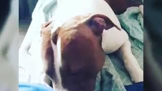 Pitbull
