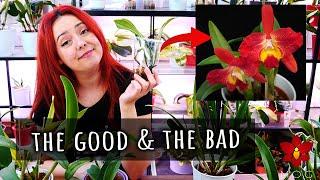 Orchids from Schwerter 1 year later! - Orchid Haul Watch S1 UPDATE