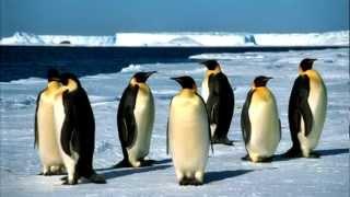 Penguins Doing Penguiny Things