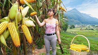 Harvesting Corn Go To Market Sell - Fertilizer For Vegetables | New Free Bushcraft