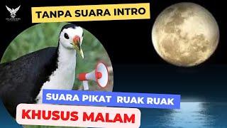 Suara pikat ruak ruak khusus malam