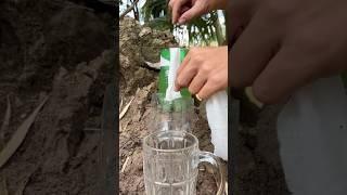 Survival skill: turning dirty water into clean water | biến nước bẩn thành nước sạch #shorts