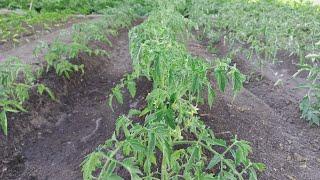 How to treat tomatoes from phytophthora. Treatment of tomatoes with Phytosporin for diseases