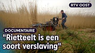 Ons Riet: hoe de rietcultuur verweven zit in het Overijsselse DNA | RTV Oost