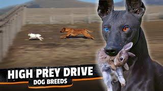 The 10 Most Predatory Dog Breeds