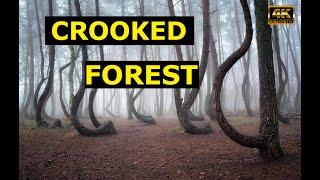 Crooked Forest 4K - Poland - Ep.4