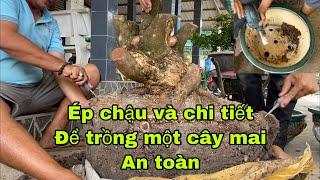 Hướng dẫn ép chậu và dưỡng cây mai phôi đạt hiệu quả cao,