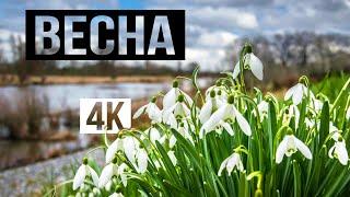 Весна. Пробуждение природы. The spring video 4k