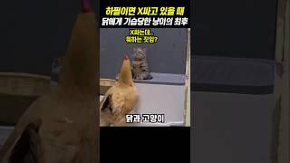 하필이면 X싸고 있을 때 닭에게 기습당한 냥이의 최후