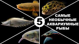 Топ 5 необычных аквариумных рыб | Top 5 unusual aquarium fish