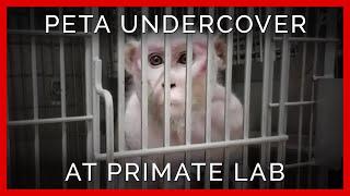 Workers Electroshock Monkey Penises in Depraved Lab | PETA Investigates