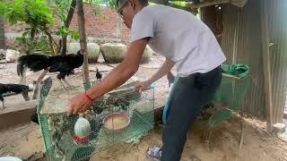 Life with Chickens: My Daily Routine