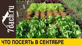  Что посеять в сентябре, и как правильно это сделать - 7 дач