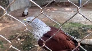 เสียงนกเหยี่ยวแดง_Brahminy kite