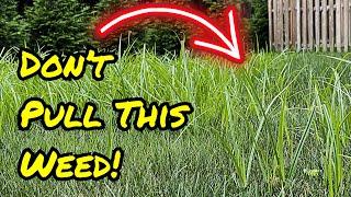 Do NOT Pull This Weed!  Kill Nutsedge Using This Instead