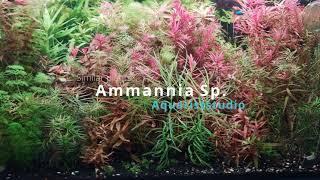 Ammannia Sp 'Senegalensis' and Ammannia Sp 'Gracilis': A Case of Two Identical Aquarium Plants.