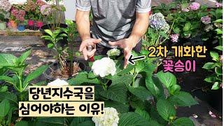 당년지수국을 추천하는 이유 