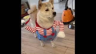 Dog Holding Knives in Funny Costumes