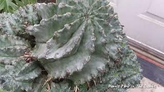 Presenting Euphorbia horrida major var. Nova