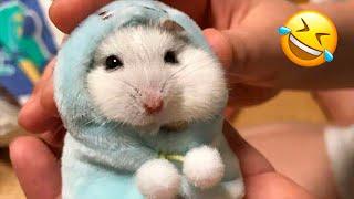 Funny Hamsters Videos | Cute and Funny Moments of the Animals