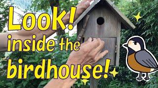 Look! Inside the birdhouse!  I’m very interested in what’s going on inside. moss snake