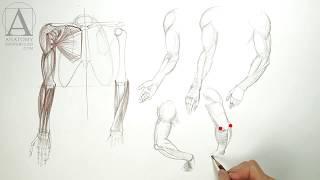 Anatomy of the Arm - Anatomy Lesson for Artists