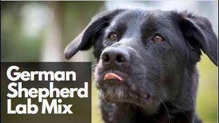 All About German Shepherd Labrador Mix / Sheprador