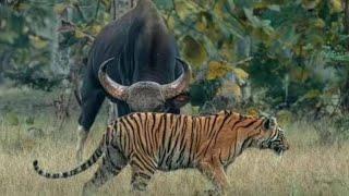 Gaur attacking back Tiger with no fear.#TigerVsGaur, #Tiger, #Gaur, and #BigCats. 