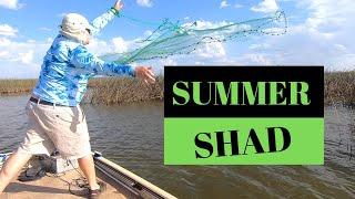 TIPS for locating, catching, & keeping SHAD alive during the SUMMER