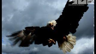 Bald Eagle Vs Snow Geese