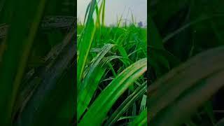 I Filmed Morning Dew On Crops
