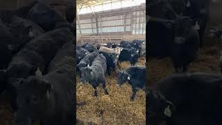 Blue Ridge Cattle 3-18-24 Lot 1
