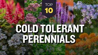 TOP 10 Hardy Cold Tolerant Perennials ️ Winter Flowers to Thrive 