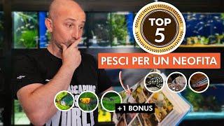 Come scegliere i PRIMI PESCI per l’acquario  | TOP 5 (+1 bonus) pesci per neofiti