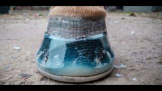 How to shoe a horse using resin - Amazingly satisfying