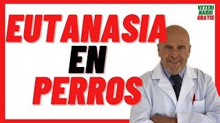 EUTHANASIA in DOGS What is injected, How is it done, How long does it take  When to Euthanize a DOG