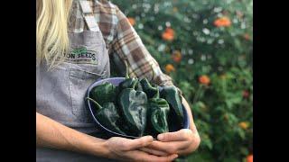 How We Grow & Savor Ancho Poblano Heirloom Peppers