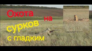 Охота на сурка. Двустволка.