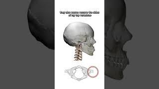 Styloidectomy and C1 lateral mass resection surgery