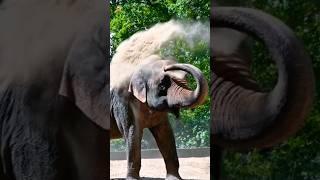 Elephant Sound 