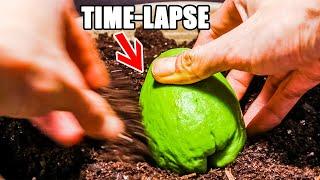 Growing Chayote Squash From Fruit Time Lapse (114 Days)