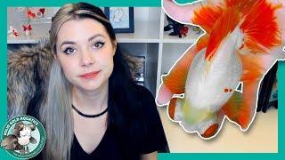 All My Goldfish Are Gone // Final Update