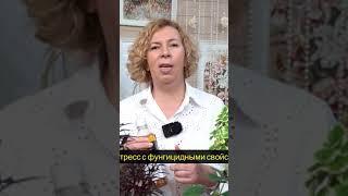 Безопасные стимуляторы роста для домашних растений 