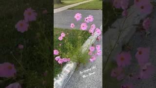 Be strong like this flower #foryou #flower s#bestrong